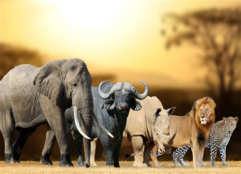 Big Five Tanzania.